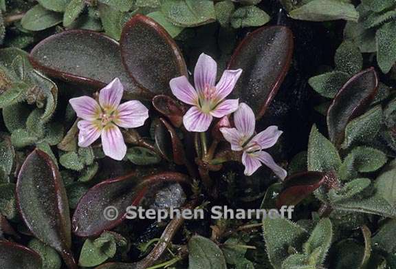 claytonia nevadensis 1 graphic